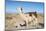 Llama in Salinas Grandes in Jujuy, Argentina.-Anibal Trejo-Mounted Photographic Print