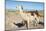 Llama in Salinas Grandes in Jujuy, Argentina.-Anibal Trejo-Mounted Photographic Print