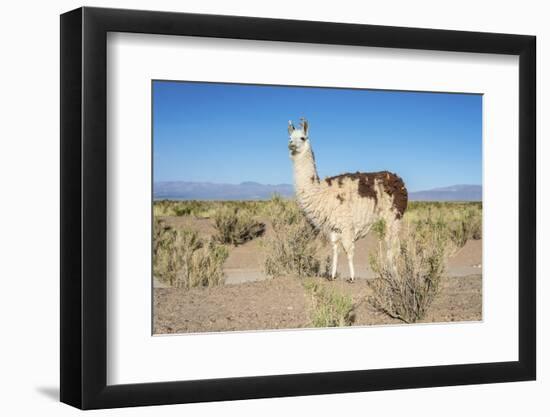 Llama in Salinas Grandes in Jujuy, Argentina.-Anibal Trejo-Framed Photographic Print