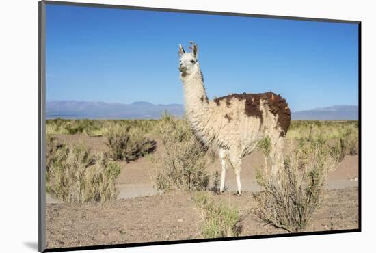 Llama in Salinas Grandes in Jujuy, Argentina.-Anibal Trejo-Mounted Photographic Print