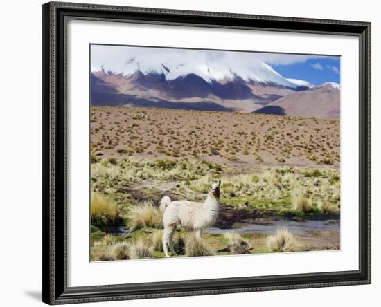 Llama in the Altiplano, Bolivia, South America-Christian Kober-Framed Photographic Print