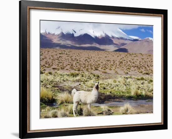 Llama in the Altiplano, Bolivia, South America-Christian Kober-Framed Photographic Print