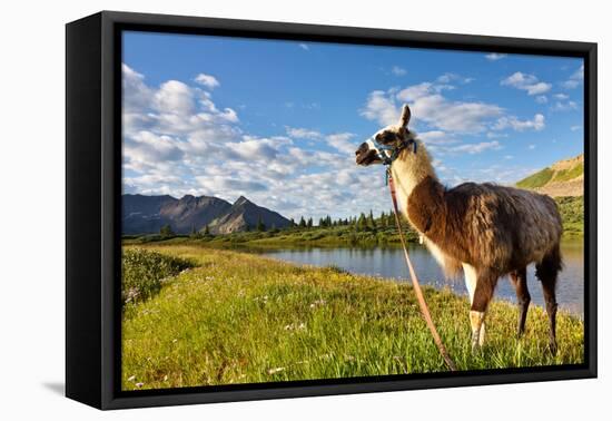 Llama in the Rocky Mountains-Patrick Poendl-Framed Premier Image Canvas