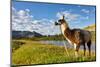 Llama in the Rocky Mountains-Patrick Poendl-Mounted Photographic Print