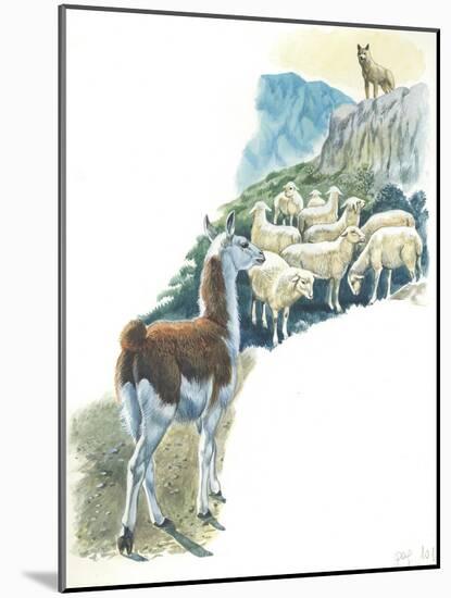 Llama Lama Glama Guarding Flock of Sheep-null-Mounted Giclee Print