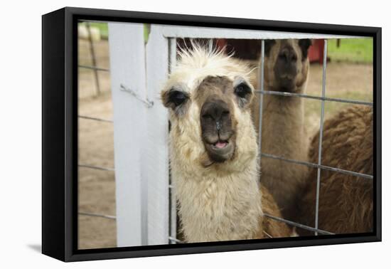 Llama (Lama Glama) Looking into Camera-Matt Freedman-Framed Premier Image Canvas