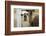 Llama (Lama Glama) Looking into Camera-Matt Freedman-Framed Photographic Print