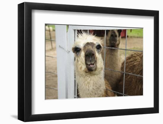 Llama (Lama Glama) Looking into Camera-Matt Freedman-Framed Photographic Print