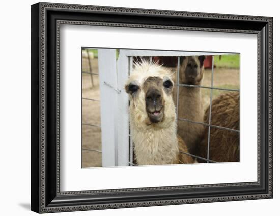 Llama (Lama Glama) Looking into Camera-Matt Freedman-Framed Photographic Print