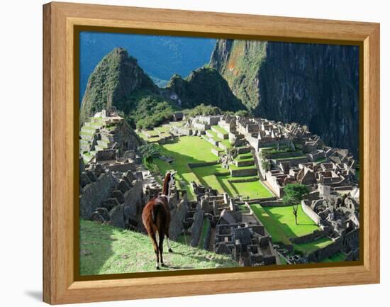 Llama, Machu Picchu, Peru-Miva Stock-Framed Premier Image Canvas