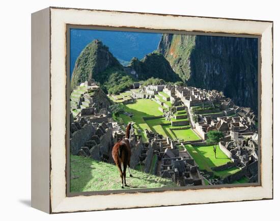 Llama, Machu Picchu, Peru-Miva Stock-Framed Premier Image Canvas