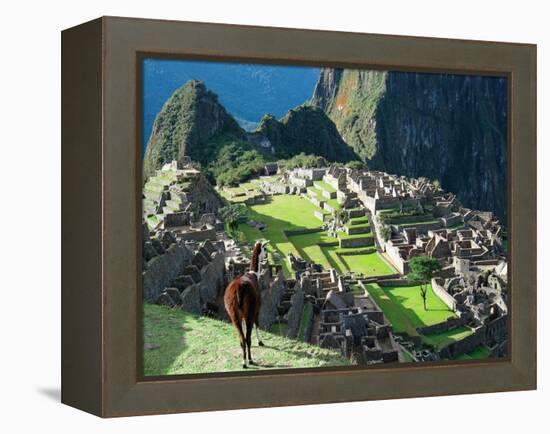 Llama, Machu Picchu, Peru-Miva Stock-Framed Premier Image Canvas