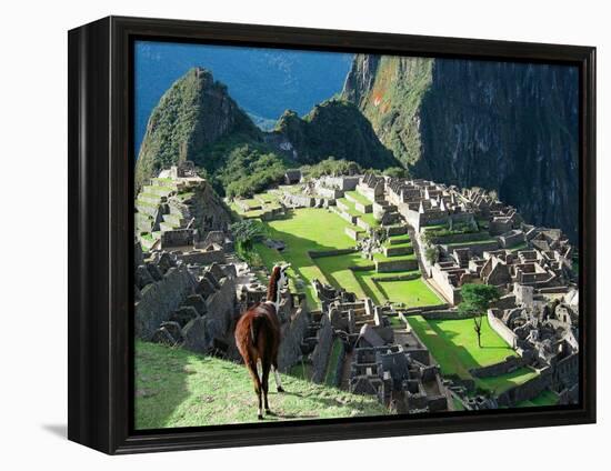 Llama, Machu Picchu, Peru-Miva Stock-Framed Premier Image Canvas