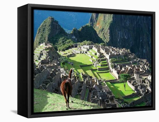 Llama, Machu Picchu, Peru-Miva Stock-Framed Premier Image Canvas