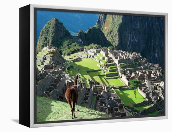 Llama, Machu Picchu, Peru-Miva Stock-Framed Premier Image Canvas