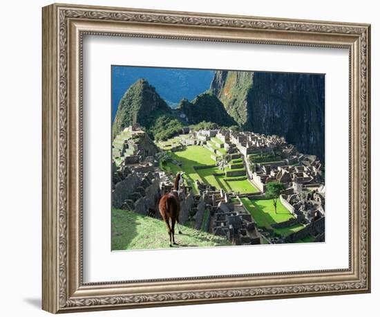 Llama, Machu Picchu, Peru-Miva Stock-Framed Photographic Print