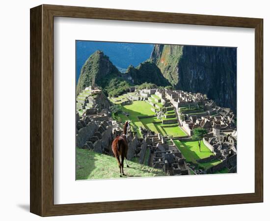 Llama, Machu Picchu, Peru-Miva Stock-Framed Photographic Print