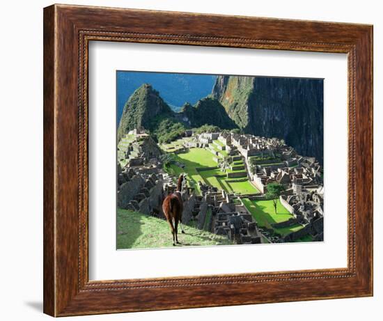 Llama, Machu Picchu, Peru-Miva Stock-Framed Photographic Print