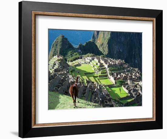 Llama, Machu Picchu, Peru-Miva Stock-Framed Photographic Print