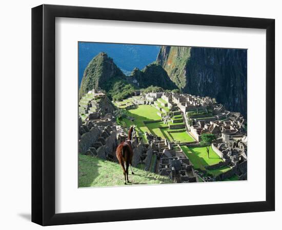 Llama, Machu Picchu, Peru-Miva Stock-Framed Photographic Print