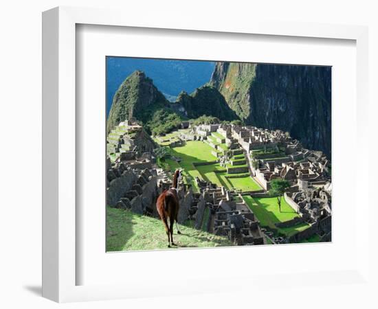 Llama, Machu Picchu, Peru-Miva Stock-Framed Photographic Print