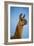 Llama Portrait IV-Tyler Stockton-Framed Art Print