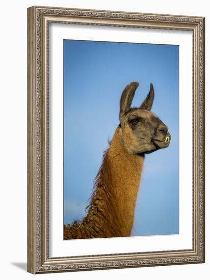 Llama Portrait IV-Tyler Stockton-Framed Art Print