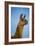 Llama Portrait IV-Tyler Stockton-Framed Art Print