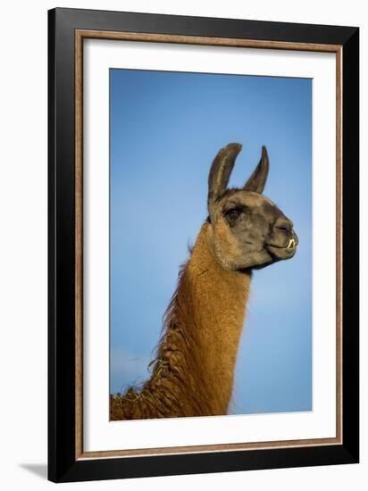 Llama Portrait IV-Tyler Stockton-Framed Art Print