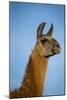 Llama Portrait IV-Tyler Stockton-Mounted Art Print