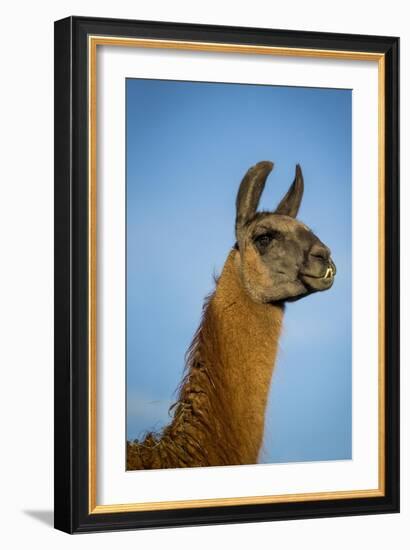 Llama Portrait IV-Tyler Stockton-Framed Art Print