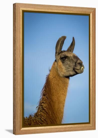 Llama Portrait IV-Tyler Stockton-Framed Stretched Canvas