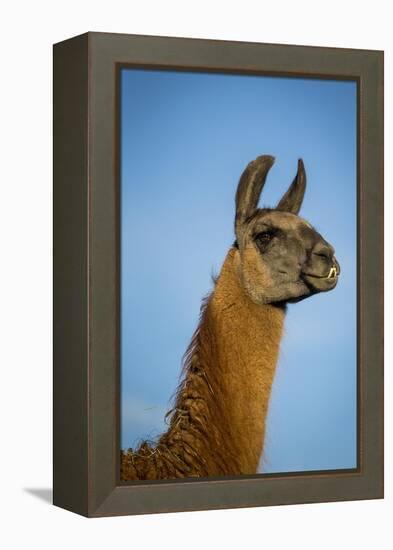 Llama Portrait IV-Tyler Stockton-Framed Stretched Canvas