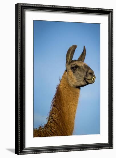 Llama Portrait IV-Tyler Stockton-Framed Art Print