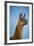 Llama Portrait IV-Tyler Stockton-Framed Art Print