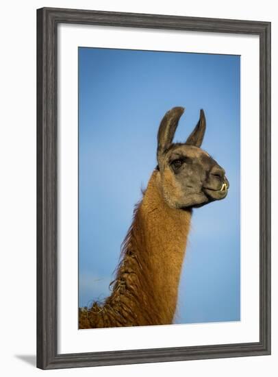 Llama Portrait IV-Tyler Stockton-Framed Art Print