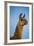 Llama Portrait IV-Tyler Stockton-Framed Art Print