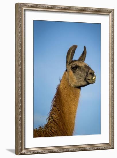 Llama Portrait IV-Tyler Stockton-Framed Art Print