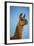 Llama Portrait IV-Tyler Stockton-Framed Art Print