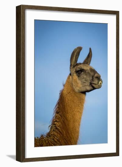 Llama Portrait IV-Tyler Stockton-Framed Art Print