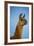 Llama Portrait IV-Tyler Stockton-Framed Art Print