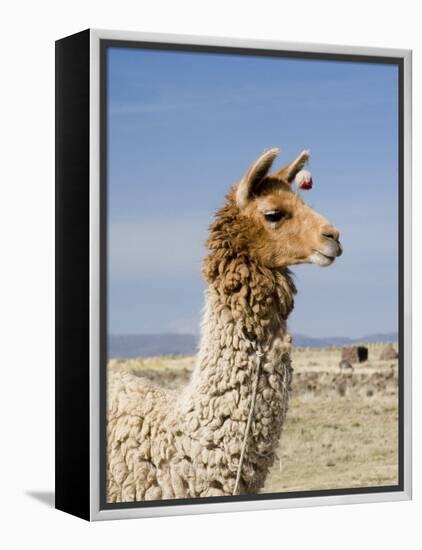 Llama Posing near Puno, Peru-Diane Johnson-Framed Premier Image Canvas