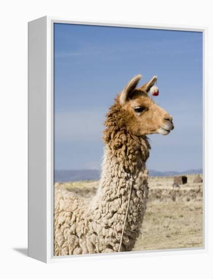 Llama Posing near Puno, Peru-Diane Johnson-Framed Premier Image Canvas