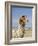 Llama Posing near Puno, Peru-Diane Johnson-Framed Photographic Print