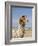 Llama Posing near Puno, Peru-Diane Johnson-Framed Photographic Print