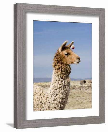 Llama Posing near Puno, Peru-Diane Johnson-Framed Photographic Print