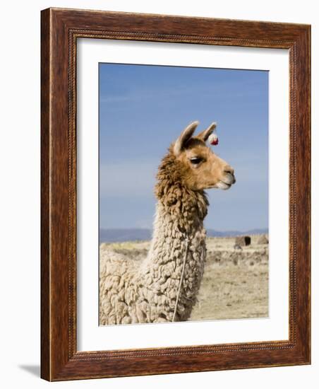 Llama Posing near Puno, Peru-Diane Johnson-Framed Photographic Print