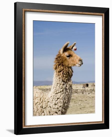 Llama Posing near Puno, Peru-Diane Johnson-Framed Photographic Print