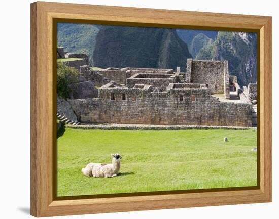 Llama Resting on Main Plaza, Machu Picchu, Peru-Diane Johnson-Framed Premier Image Canvas