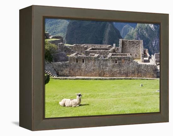 Llama Resting on Main Plaza, Machu Picchu, Peru-Diane Johnson-Framed Premier Image Canvas